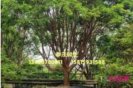 嘉宝果（树葡萄）