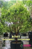 嘉宝果（树葡萄）