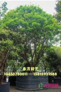 嘉宝果（树葡萄）