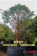 嘉宝果（树葡萄）
