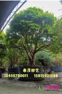 嘉宝果（树葡萄）